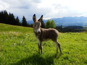 young donkey at the alps, bavaria